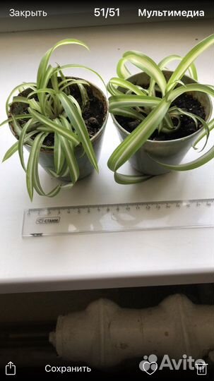 Хлорофитум кудрявый