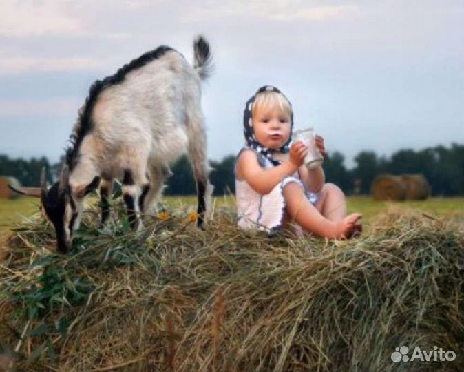 Козье молоко