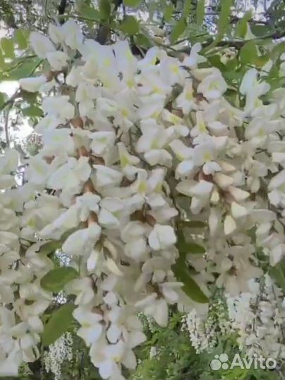 Чистейший мед Белой Акации