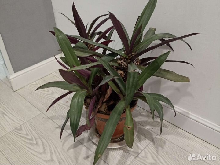 Комнатные растения бесплатно