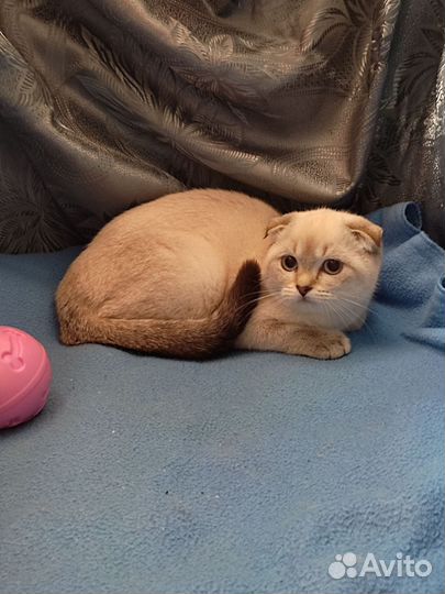 Шотландская