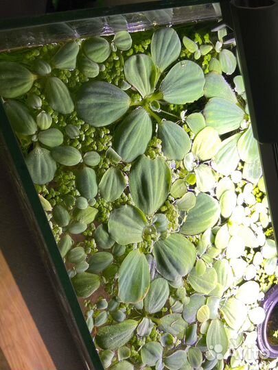 Аквариумные растения