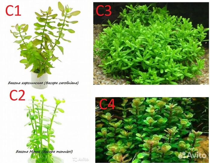 Аквариумные растения (отправка в регионы)