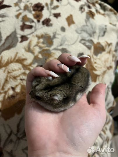 Хомячиха джунгарик