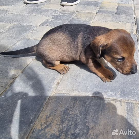 Метис таксы в добрые руки