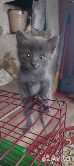 Котята дворовые