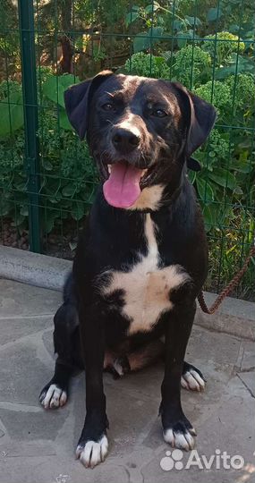 Красавец ищет семью