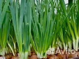 Лук на перо