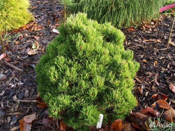 Сосна горная Picobello (pinus mugo 'Picobello')