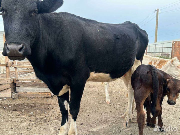 Корова с теленком