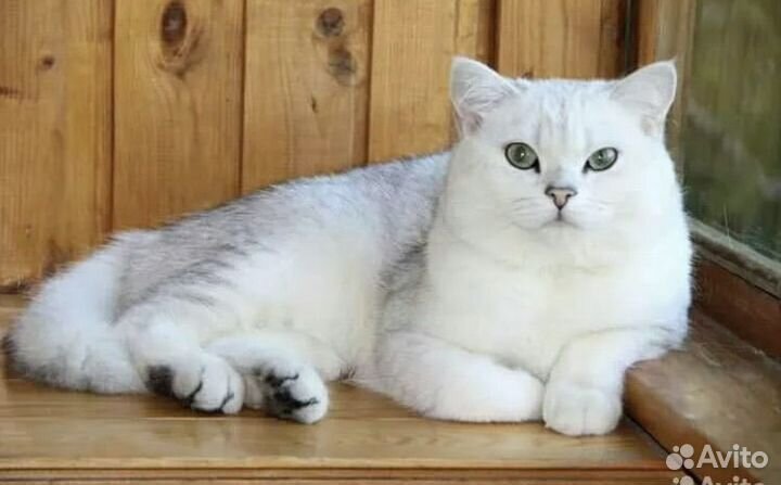 Шотландская вислоухая серебристая шиншилла