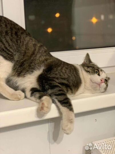 Ласкуша ищет семью