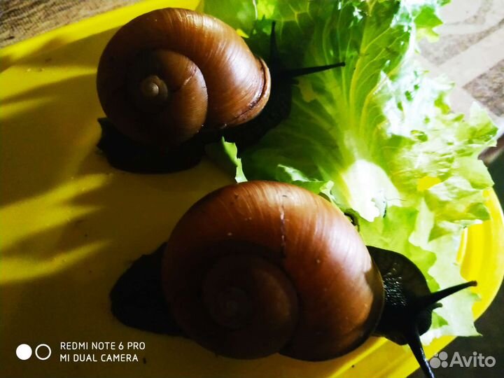 Улитка захриссия гуаненсис, архахатина эгрегия