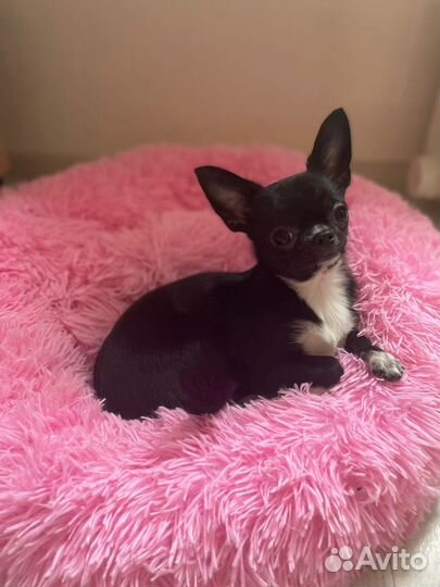 Зооняня, догситтер, передержка животных