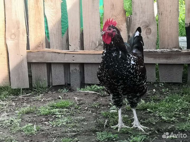 Петухи Суссекс порцеляновый (мраморный)