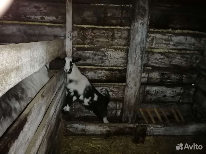 Коза с козленком