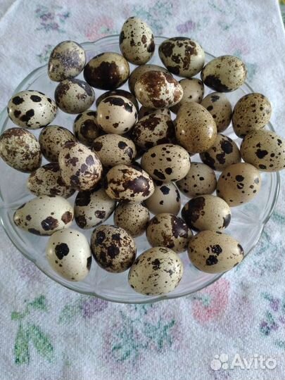 Яйца перепелиные домашние