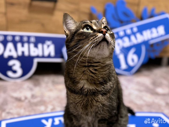 Адресник, вывески на дом