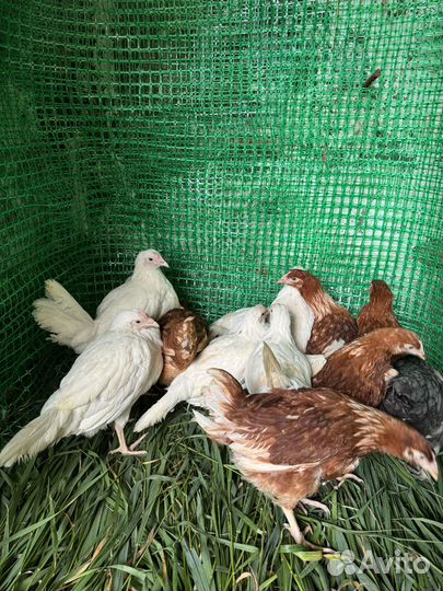 Куры несушки