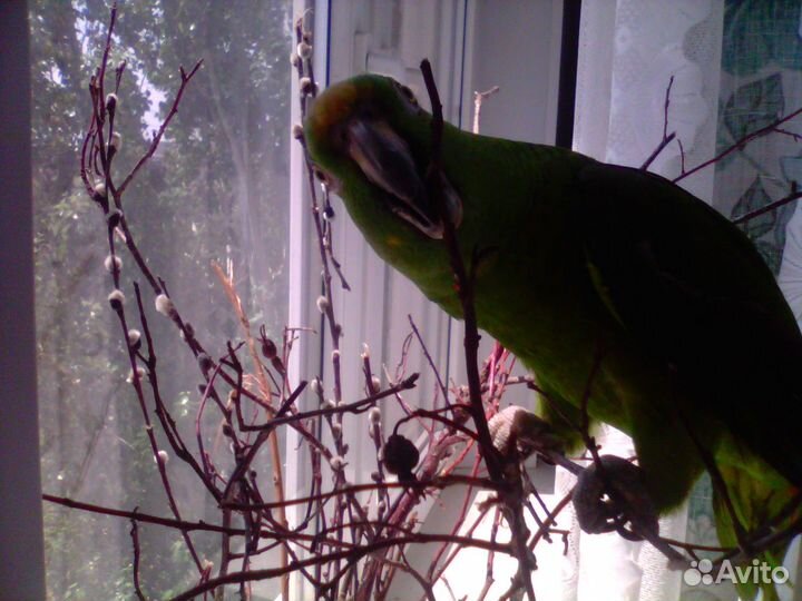 Попугай амазон