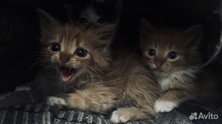 Котята мейкун
