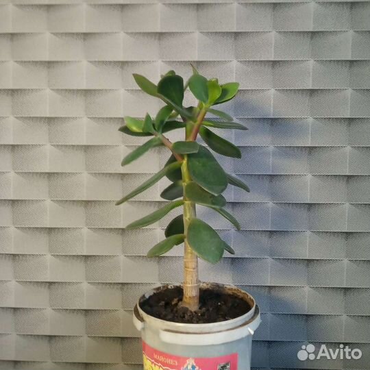 Толстянка (денежное дерево)