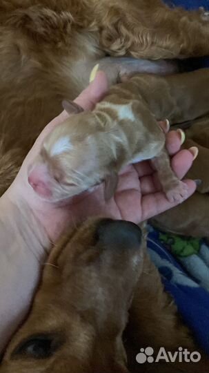 Собаки щенки английский коккер спаниель