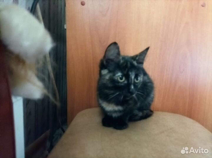 Кошки