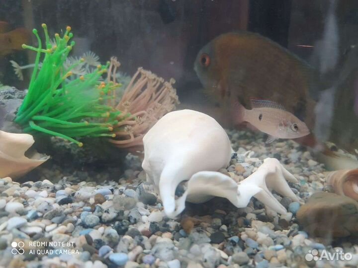 Рыбки хромис красавец