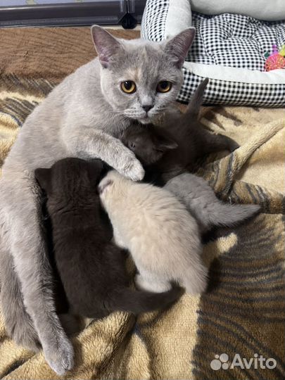 Британские котята