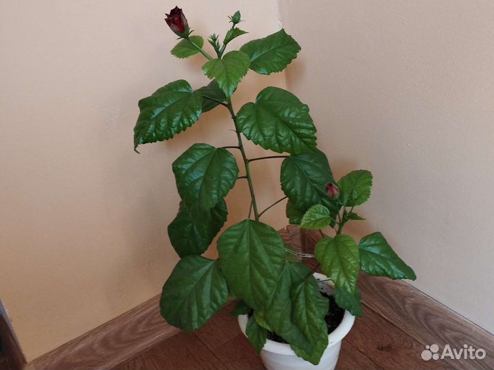 Продам цветы комнатные