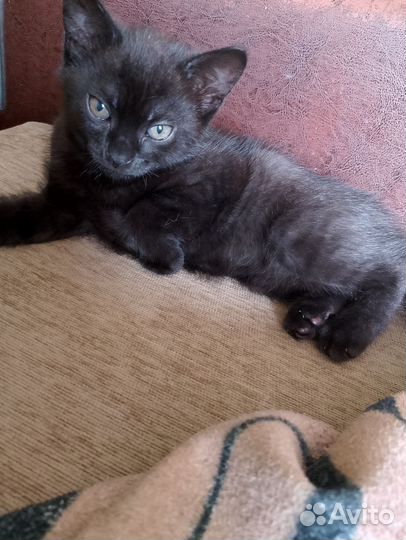 Кошки в добрые руки бесплатно