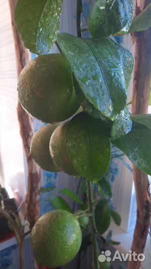 Лимоны, гибриды