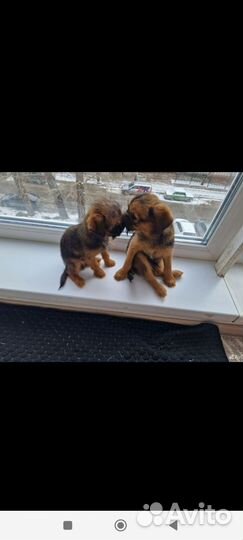 Брюссельский гриффон щенки