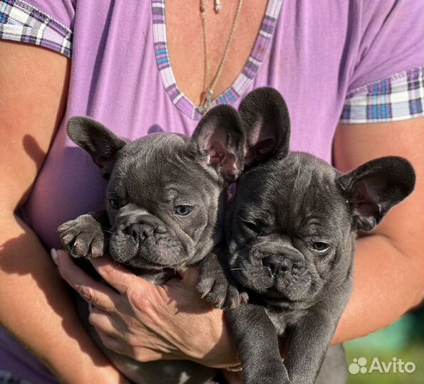 Французский бульдог голубой