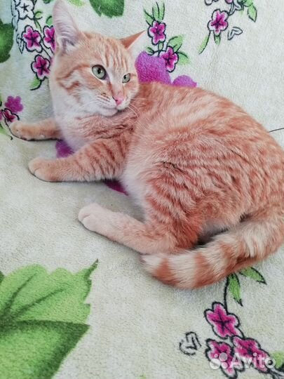 Рыжик Марсик