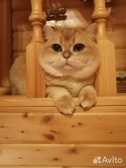 Кошки