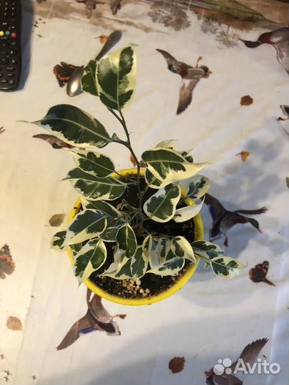 Фикус бенджамина пестролистный