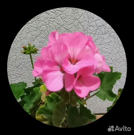 Пеларгония герань