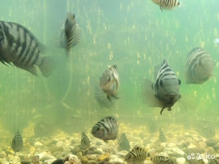 Аквариумные рыбки отдам бесплатно