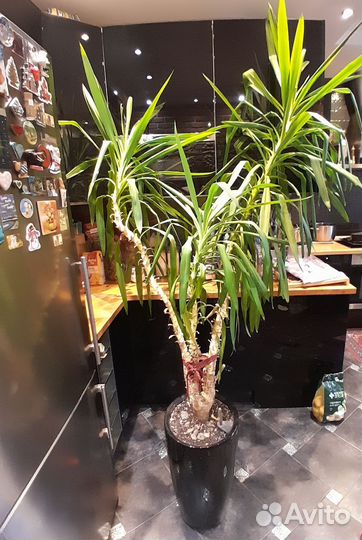 Юкка Гигантская