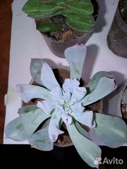 Суккуленты