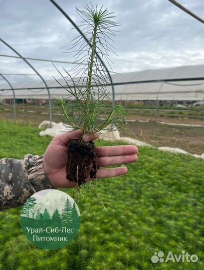 Зкс Сосна сеянцы Ели Лиственницы окс Голуб Горная