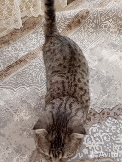 Британская вислоухая кошка. 1.5 года