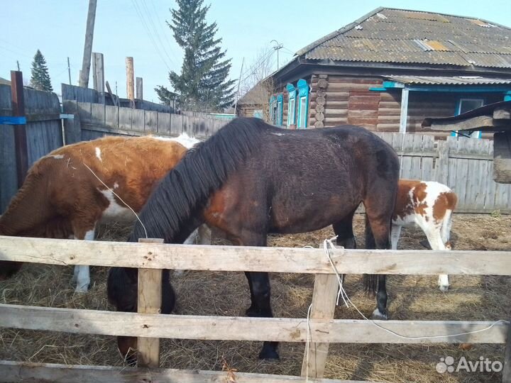 Лошадь кабыла