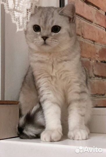 Продажа кошек и котят