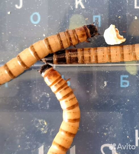 Зофобас. Кормовые насекомые