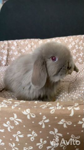 Кролик карликовый минор объявление продам