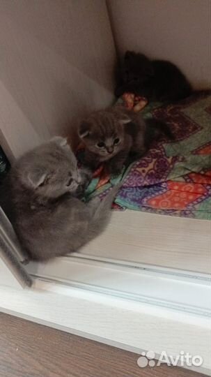Шотландские котята