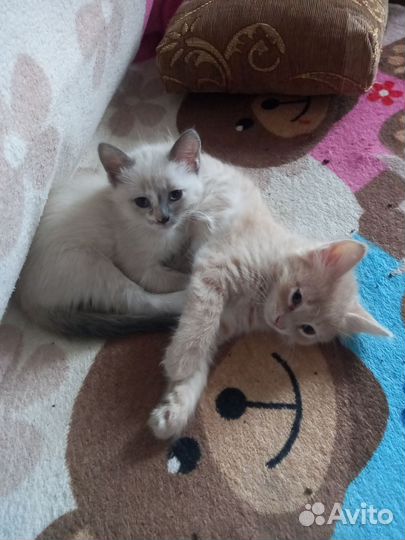 Кошка в дар бесплатно
